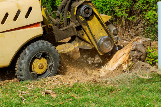 How Our Tree Care Process Works  in  Carson, WA