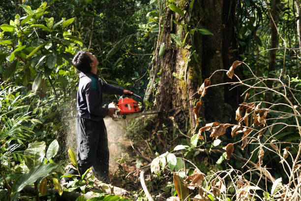 Carson, WA Tree Removal Company